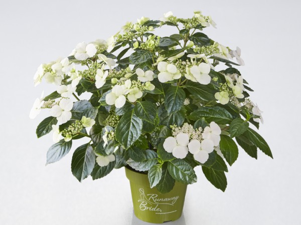 Hortensie Runaway Bride Topf