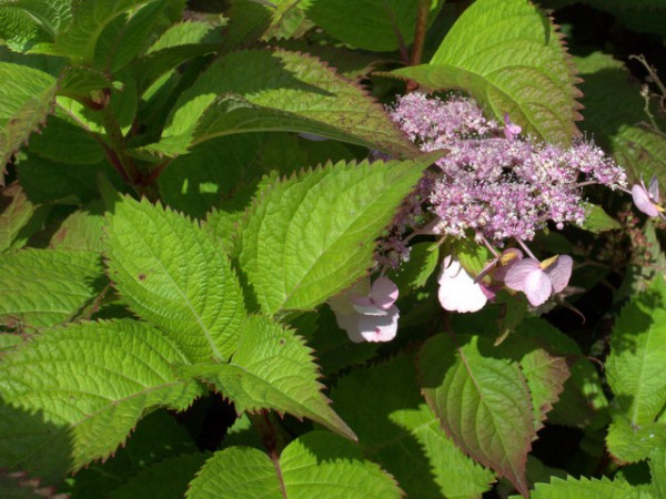 Hydrangea serrata yesoensis1
