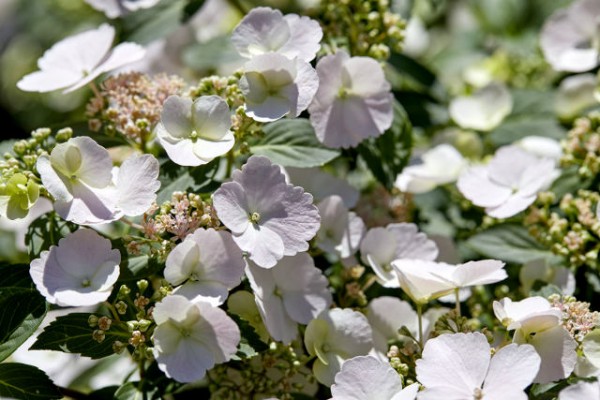 Girlandenhortensie Runaway Bride