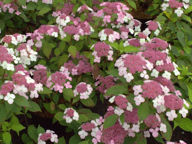 Hydrangea serrata 'Oamacha'2