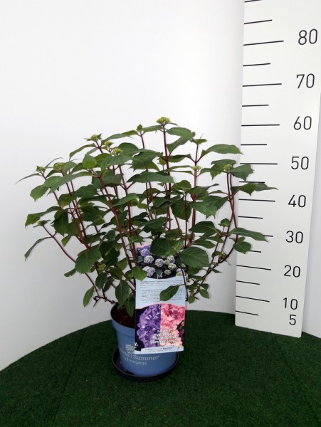 Endless Summer 'Bloomstar'®