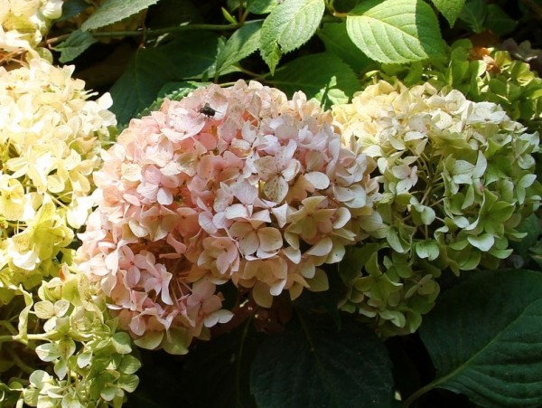 Hydrangea-macr-Nikko-Blue