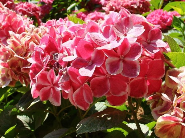 Hydrangea-macr-Red-Ace