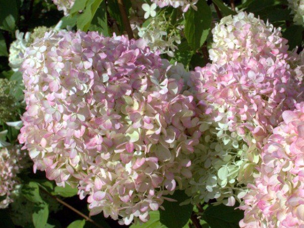 Hydrangea paniculata 'Little Lime'®1