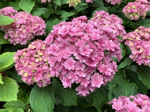 You & Me together rosa