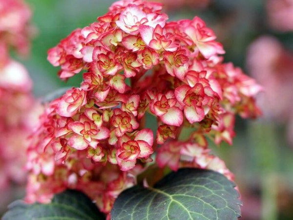 You & Me® Miss Saori2