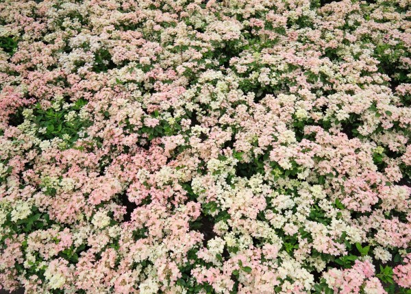 Hydrangea paniculata 'Polestar'