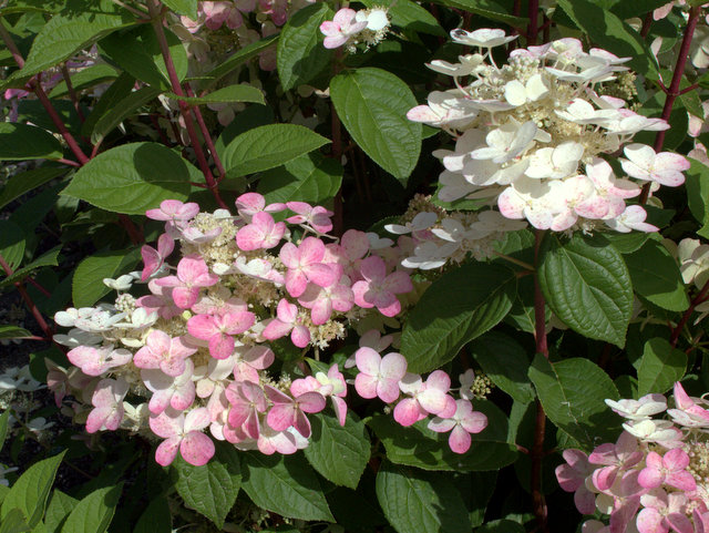 Hortensie Hydrangea paniculata ‘Early Sensation’