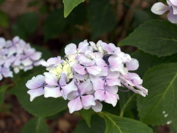 Hydrangea-macr-Beaute-Vendemoise