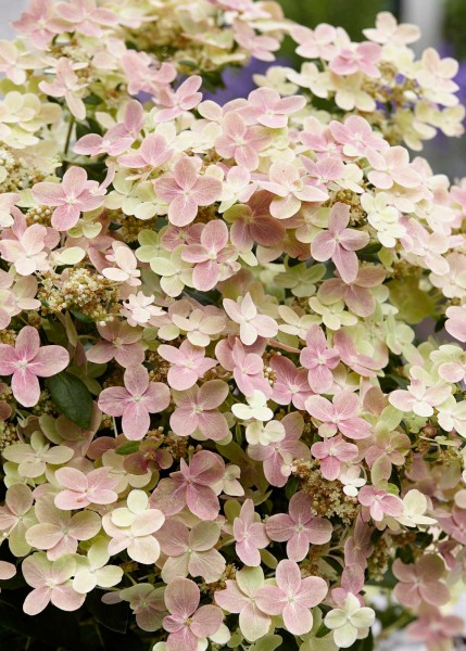 Rispenhortensie Polestar Blüte