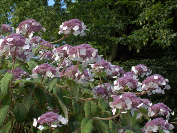 Hydrangea aspera 'Macrophylla'