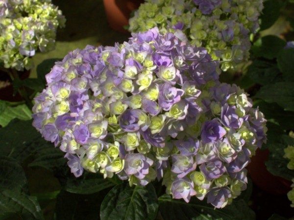 You & Me® Together blau