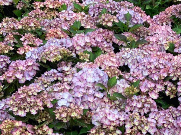 Hydrangea macr. Adula