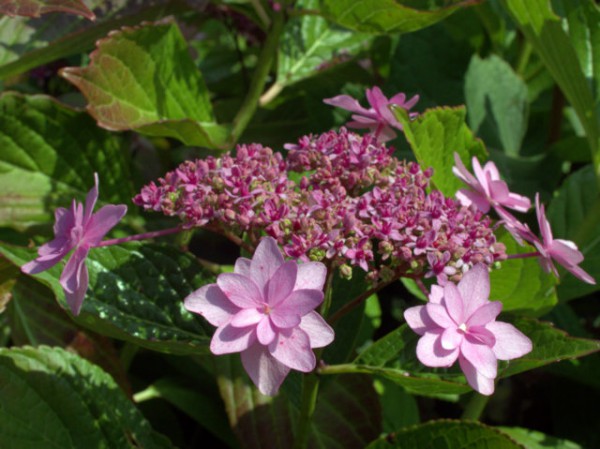 Hydrangea serrata 'Prolifera'