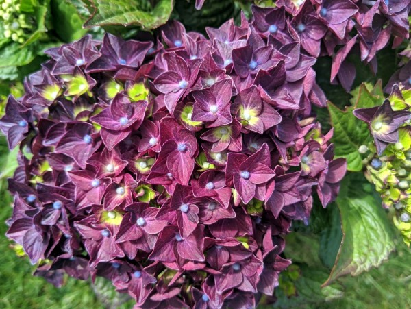 Hortensie Deep Purple Dance