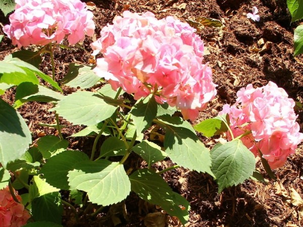 Hydrangea-macr-La-France