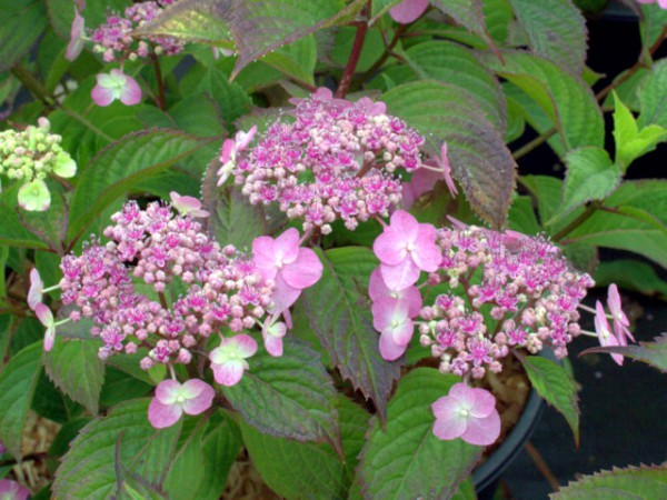 Hydrangea serrata 'Maiko'3