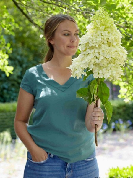 Hortensie Skyfall Flower