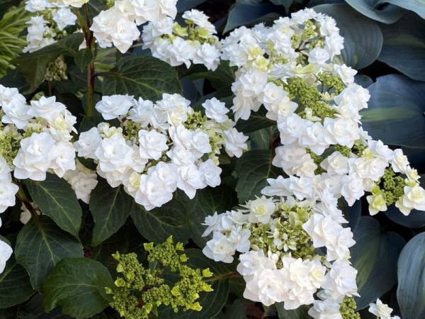 Hydrangea macrophylla 'Wedding Gown'