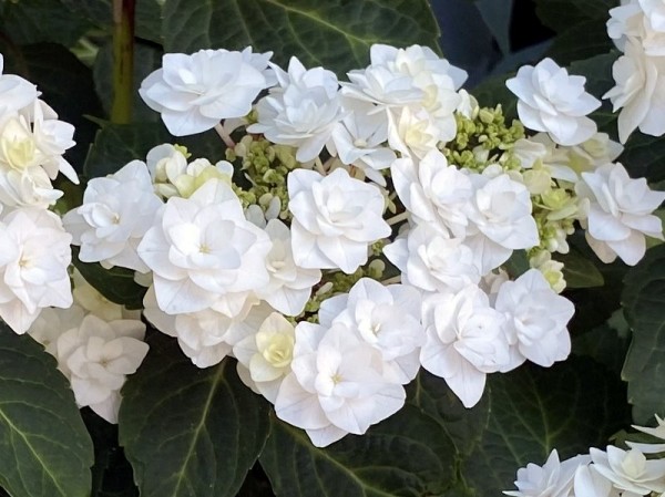Hydrangea macrophylla 'Wedding Gown'