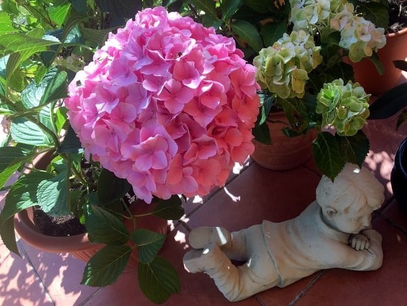 Hydrangea macrophylla 'Belle Seduction®' (Bodalan)3