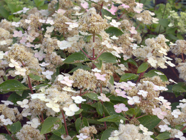 Hortensie Hydrangea paniculata &lsquo;Dharuma&rsquo;