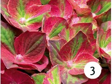 Magical® 'Ruby Tuesday'5