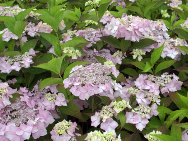 Hydrangea serrata 'Blue Deckle'