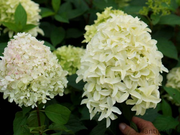 Hydrangea pan. Skyfall