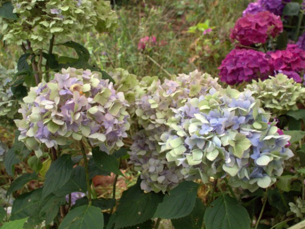 Hydrangea macrophylla 'Bouquet Rose'1