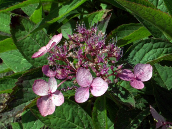 Hydrangea serrata 'Mont Aso'