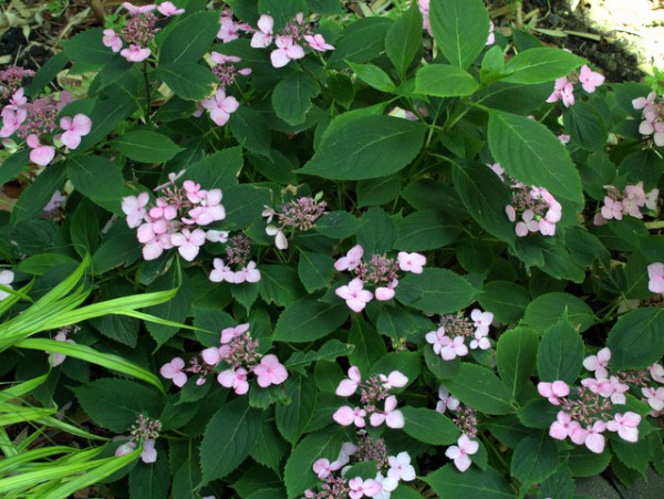 Hydrangea serrata 'Koreana'