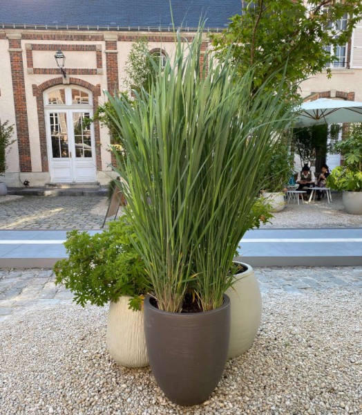 Panicum virgatum 'Northwind'