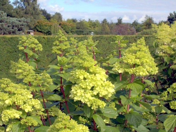 Rispenhortensie Magical Moonlight