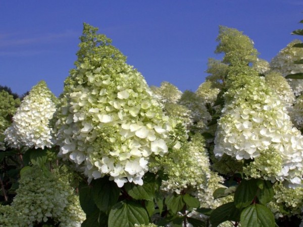 Hydrangea paniculata Magical Moonlight