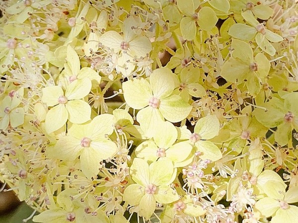 Schneeballhortensie Lime Rickey Blüte