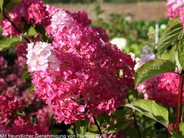 Hydrangea paniculata Fraise Melba