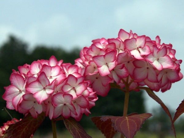 Hydrangea-macr-Selma