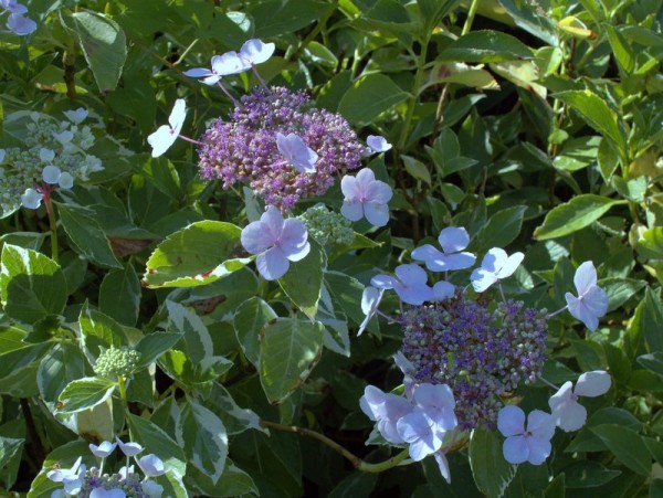 Hydrangea macrophylla 'Tricolor'1