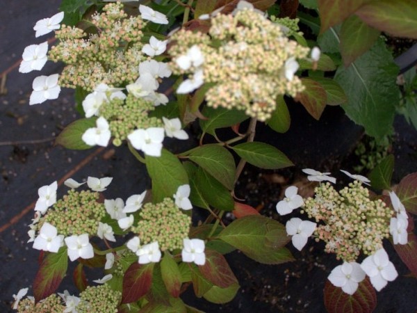 Hydrangea serrata &#039;Shiro-gaku&#039;