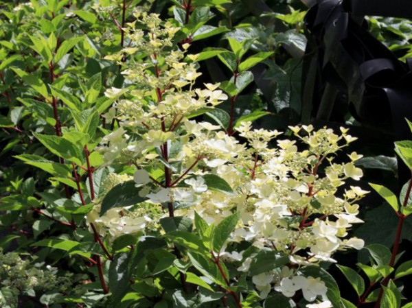 Hydrangea paniculata 'Wim's Red'®