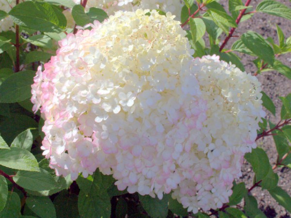 Hydrangea paniculata 'Bobo'®1