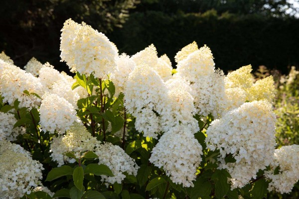 Hydrangea paniculata 'Living Sugar Rush®'