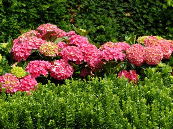 Forever & Ever®, rot1