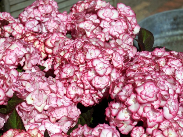 You & Me® Miss Saori1