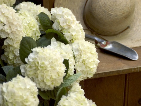 Endless Summer® 'The Bride'2