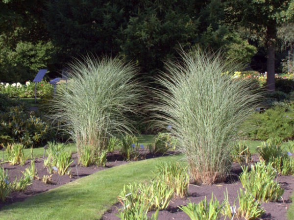 Miscanthus sin. 'Morning Light'