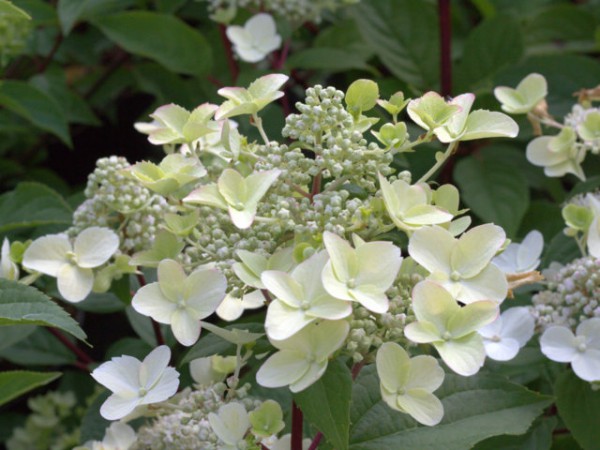 Hydrangea paniculata 'Wim's Red'®1