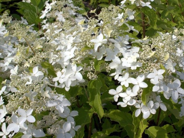 Hydrangea-pan-Degudo