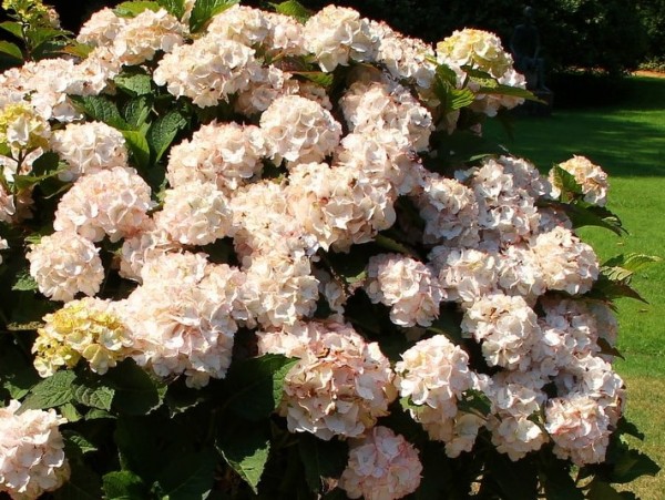 Hydrangea-macr-Cleopatra